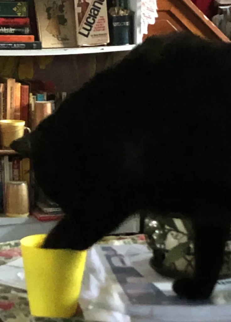 Oh, did you leave this for me? Don't mind if I do!!