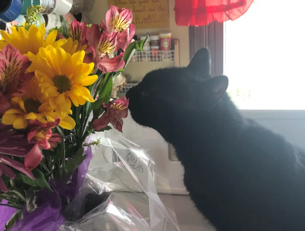 I'm sure you won't mind if I just eat these mother's day flowers?  Right?