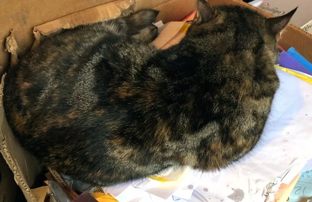 Our mascot's mom, Tyra, has to not only check all the files but also needs to taste test all documents entering and exiting the office!  Extremely exhausting!