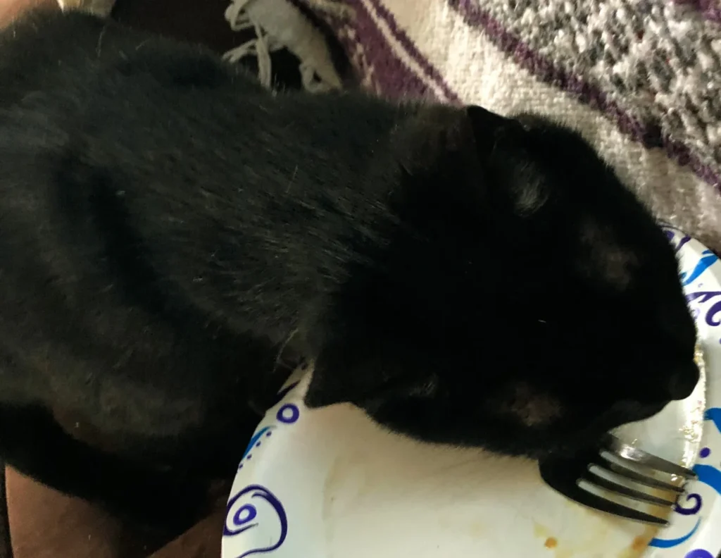 Lunch break is a perfect time to steal a taste!