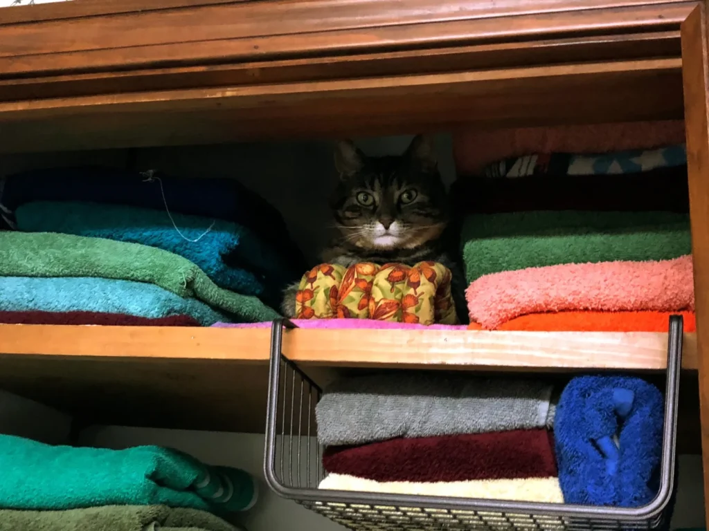 Always remember to put your cats away at the end of the work day!